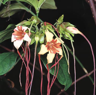 Evergreen with unusual flowers. Medical virtues © Giuseppe Mazza