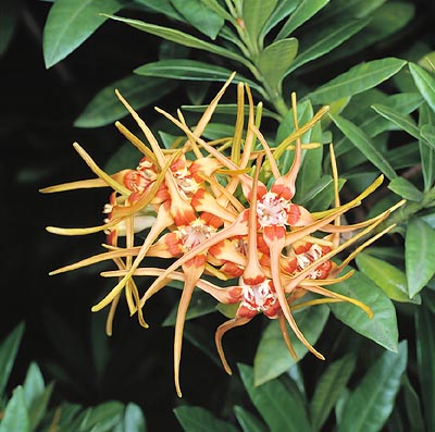 Unusual stellate flowers. Suffers from the cold © Giuseppe Mazza