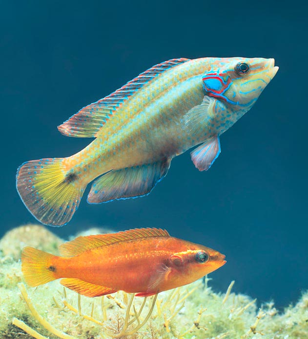 Ocellated wrasse (Symphodus ocellatus) male in nuptial livery and an orange young © Giuseppe Mazza