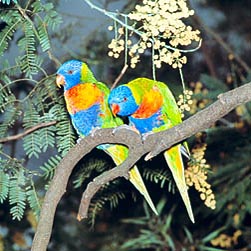 Trichoglossus haematodus Monaco Nature Encyclopedia