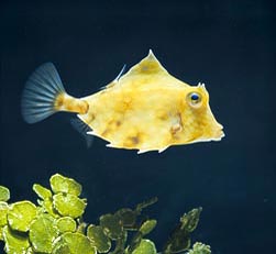 Tetrosomus gibbosus Monaco Nature Encyclopedia