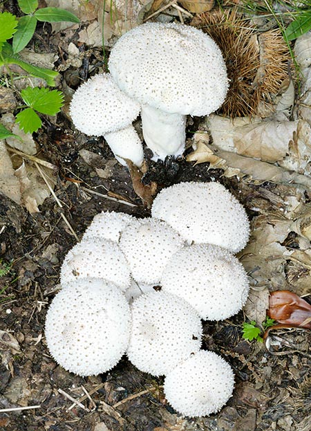 Terricolo e ubiquitario, il Lycoperdon perlatum è comune nei boschi © G. Mazza