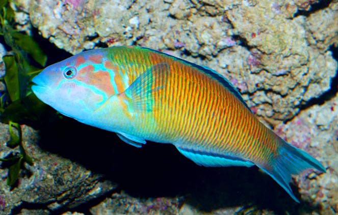 Thalassoma pavo var. lineolata. Oggi si parla di una fase di transizione © Giuseppe Mazza