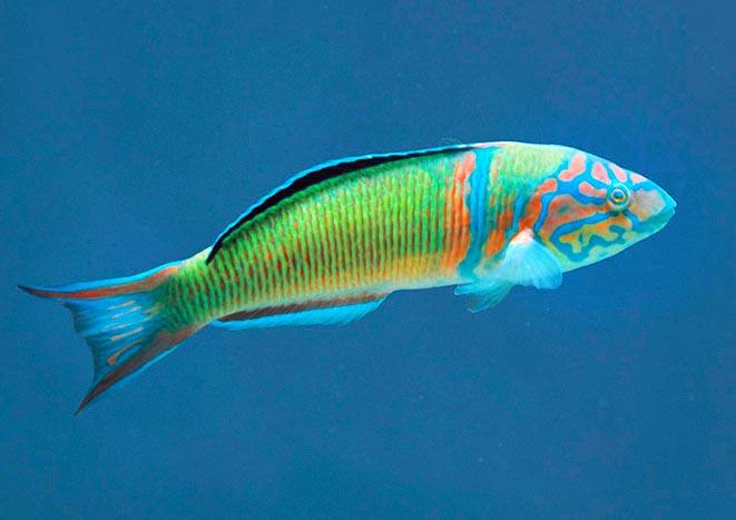 Thalassoma pavo var. torquata. Si è concluso che è il maschio © Giuseppe Mazza