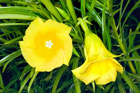 Un arbusto de 6-7 m con flores de 5-7 cm que ama el calor © Giuseppe Mazza