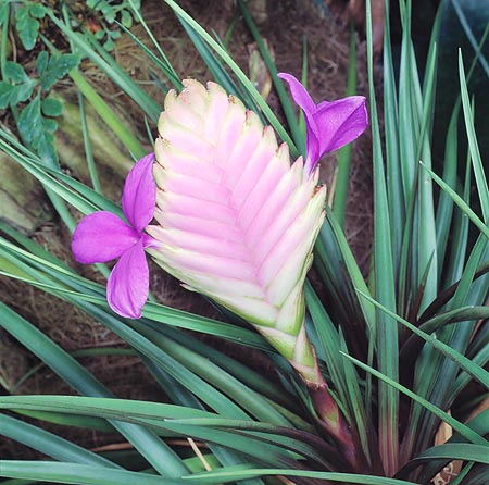 Tillandsia cyanea, Bromeliaceae, tillandsia raquette, tillandsia bleue