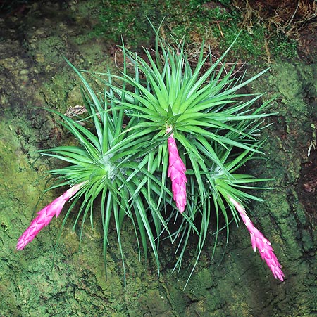 Tillandsia tenuifolia, Bromeliaceae