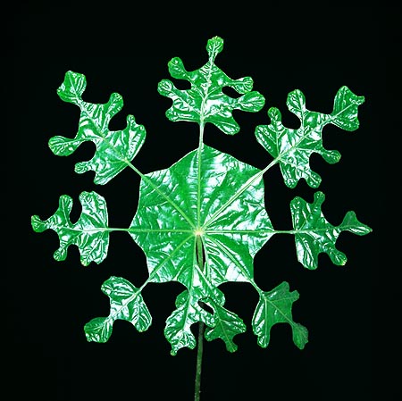 La hoja, muy decorativa, parece un cristal de nieve © Giuseppe Mazza