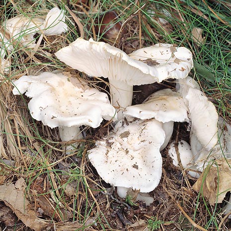 Snow-white, silky cap, smell of flour, hazel-nut taste © Giuseppe Mazza