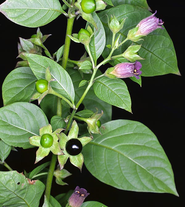 All parts of Atropa belladonna, roots in particular, are highly toxic © Giuseppe Mazza