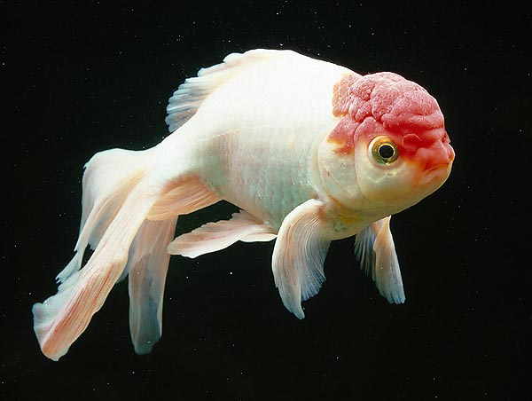 Carassius auratus, Cyprinidae, Golden Carassius, Red fish, Goldfish