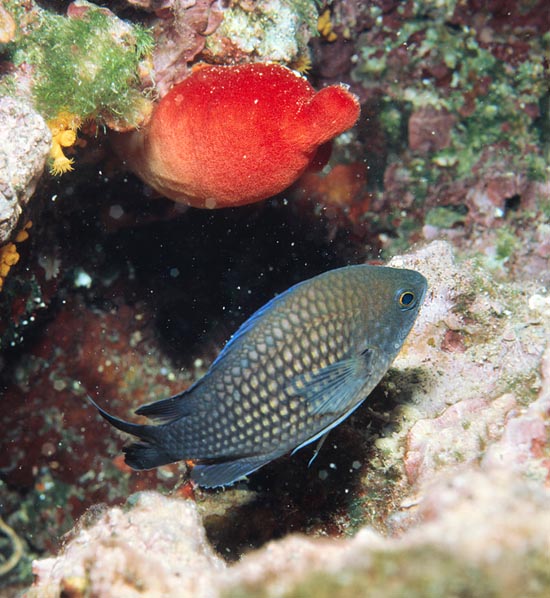 Chromis chromis, Castagnola di mare, Pomacentridae Chromis chromis, Castagnola di mare, Pomacentridae