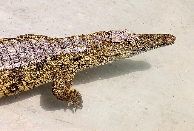 Un Crocodylus niloticus nell'acqua bassa. Il profilo del muso è inconfondibile © Giuseppe Mazza