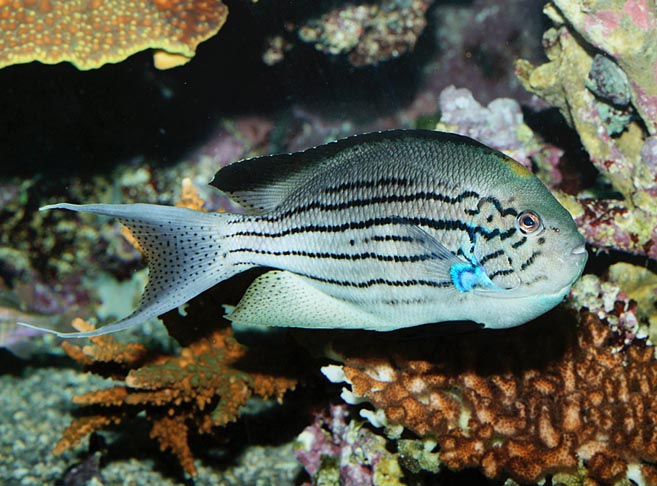 An easy to recognize Genicanthus lamarck male for the pectoral fins based blue spot © Giuseppe Mazza