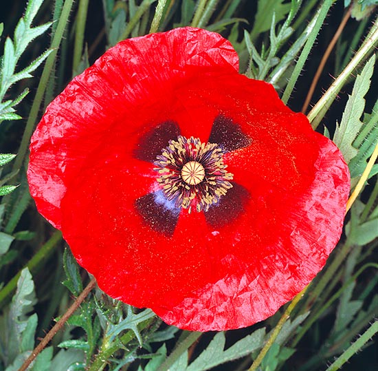 Papaver rhoeas, red poppy, Papaveraceae