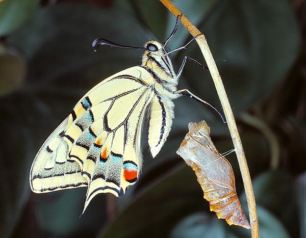 A Papilio machaon having just left the pupa © Giuseppe Mazza