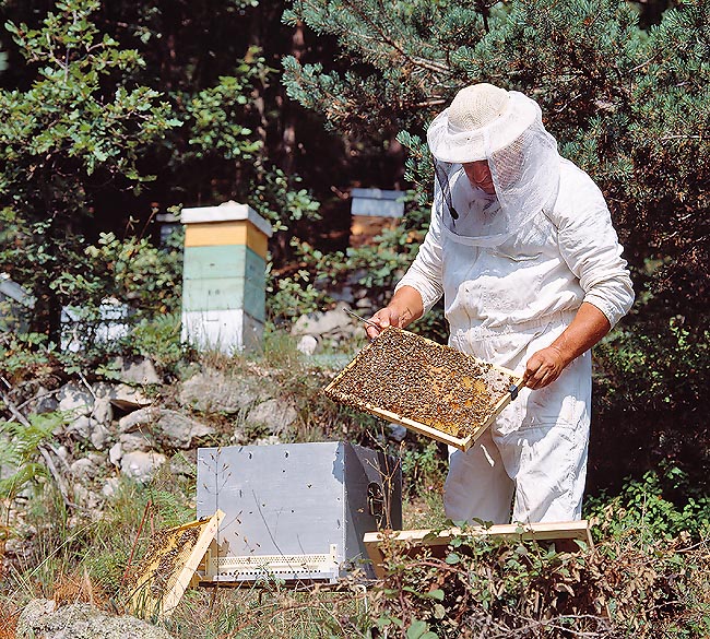 Un apicoltore intento al suo lavoro. Un'arnia può produrre anche 20 kg di miele all'anno © Giuseppe Mazza