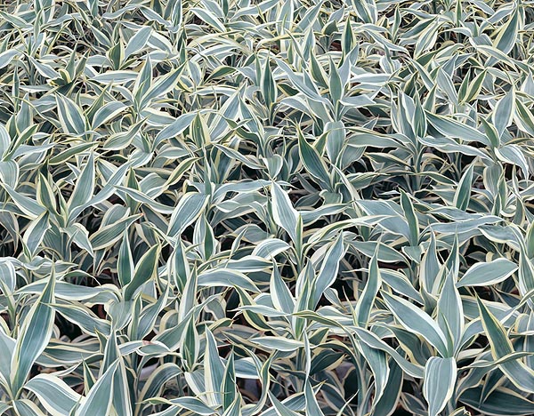 Dracaena sanderiana, Asparagaceae