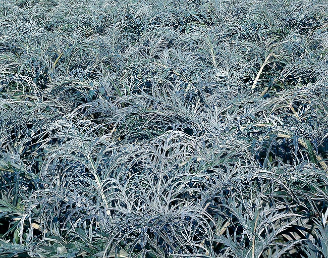 Field of cardoon. Decorative leaves, also for the garden, and a prelude to excellent gratins © Giuseppe Mazza