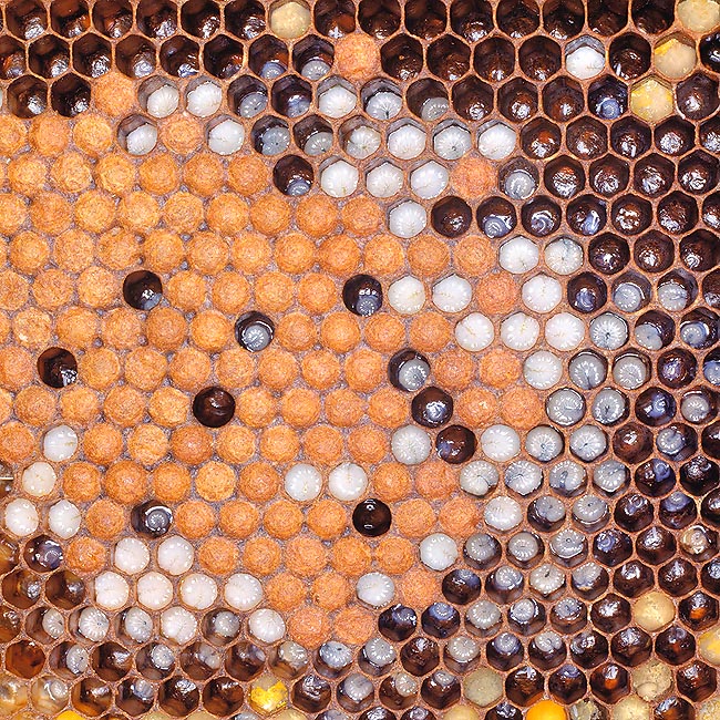 Un favo con le caratteristiche cellette esagonali. Larve a diversi stadi di sviluppo, polline e miele © Giuseppe Mazza
