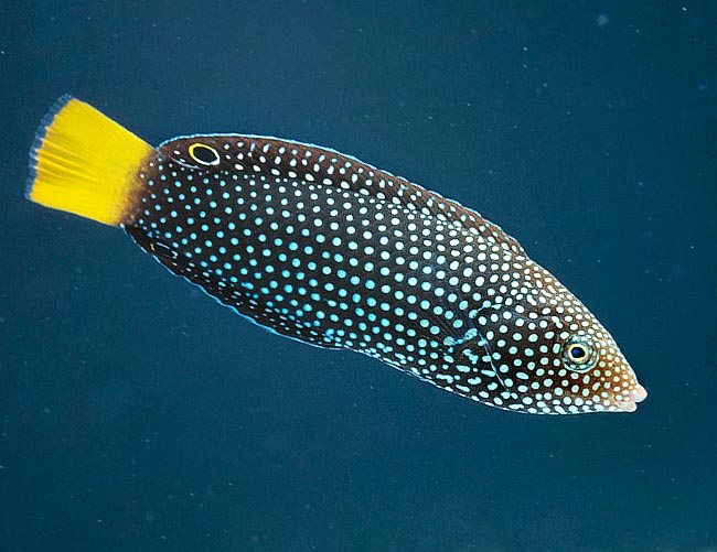 Anampses meleagrides, Spotted wrasse, Labridae