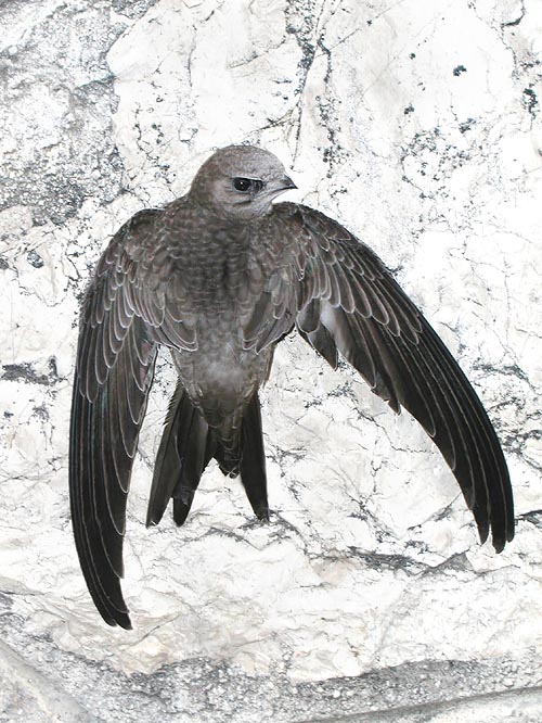 Apus pallidus ready for its first flight. Then it will never stop for months © G. Mazza