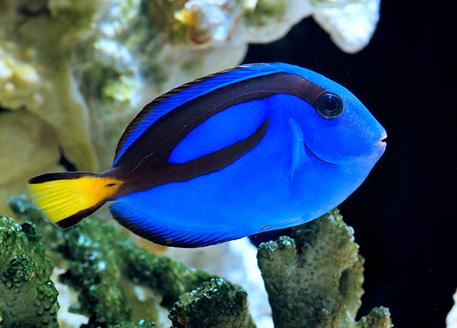 Un jeune spécimen. Dans les grands aquariums publics, bien entretenu, il peut vivre 20 ans © Giuseppe Mazza