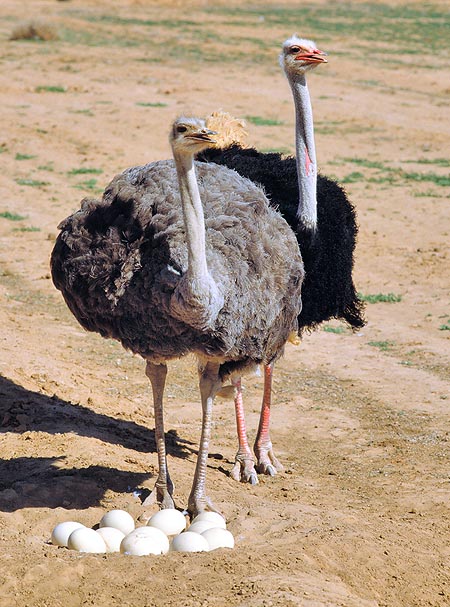 Struthio camelus, Ostrich