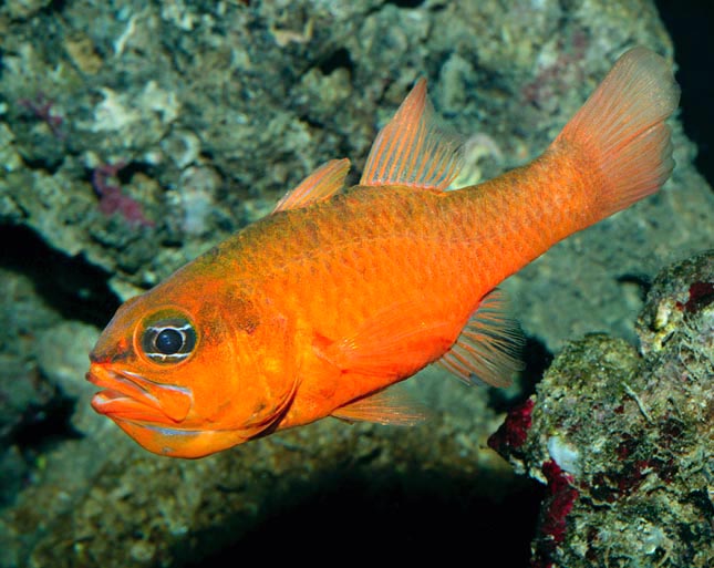 Apogon imberbis, Cardinal fish, Apogonidae