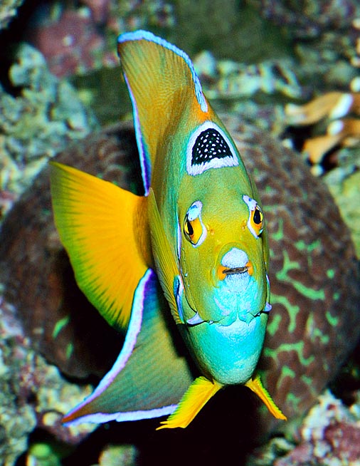 ¿Un pez con cejas y una corona? Helo aquí, es el Holacanthus ciliaris © Giuseppe Mazza