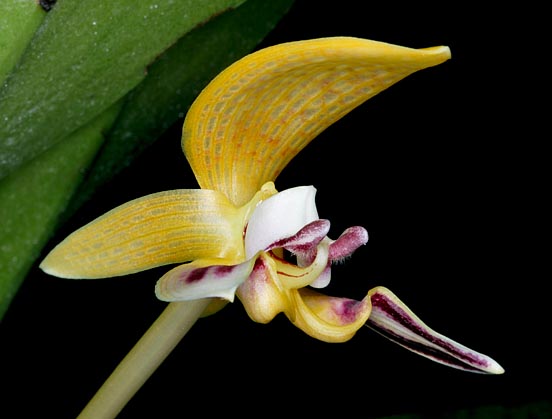 Un pirata que ríe? No, es una flor de Bulbophyllum dearei vista de perfil © Giuseppe Mazza