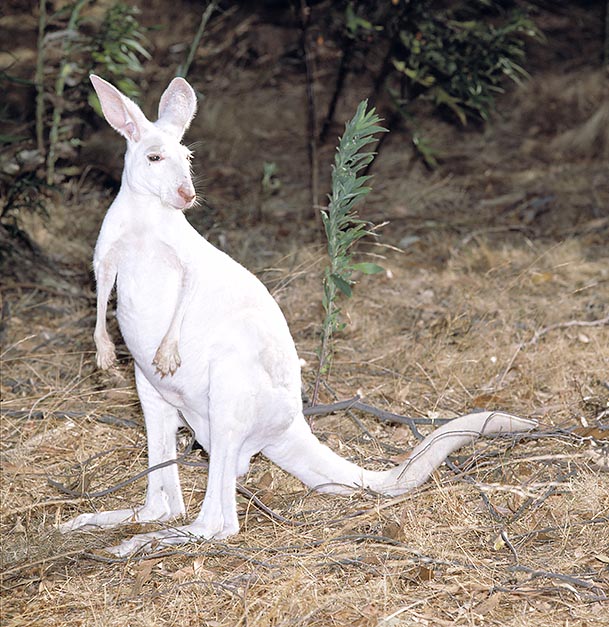 Un raro Macropus rufus albino © Giuseppe Mazza