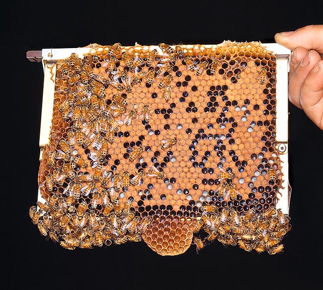 Cadre extrait à main nue de la ruche. Apis mellifera est beaucoup moins agressive qu'on ne le pense © G. Mazza