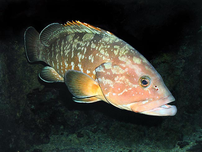 Once common in Mediterranean, Epinephelus marginatus is threatened by industrial fishing © Giuseppe Mazza