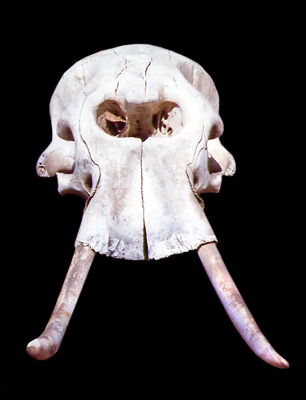 A skull of elephant may suggest the existence of the mythical cyclops © Gianni Olivo
