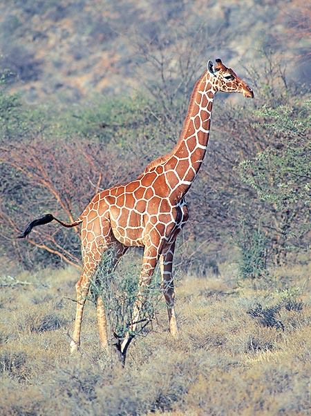 Giraffa camelopardalis reticulata. I maschi amano le zone boschive © G. Mazza