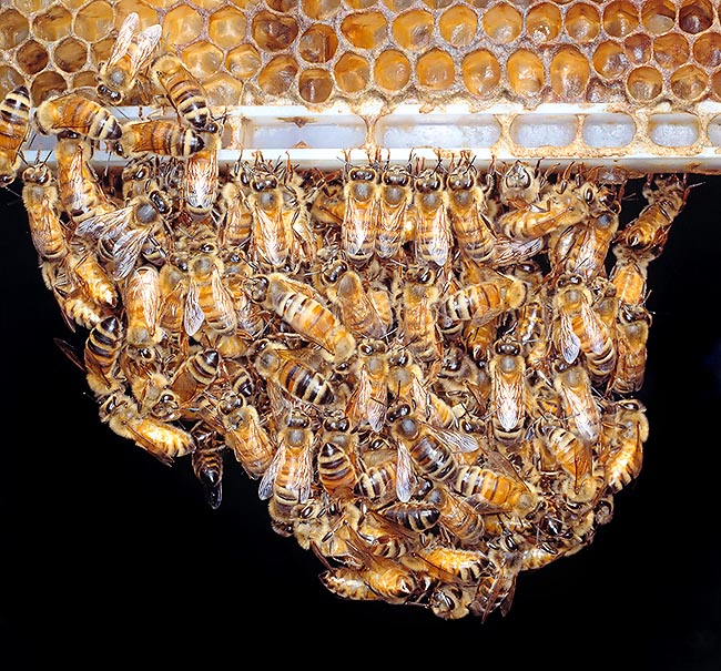 A living chain of workers building a hive. The use the wax secreted by special glands © Giuseppe Mazza