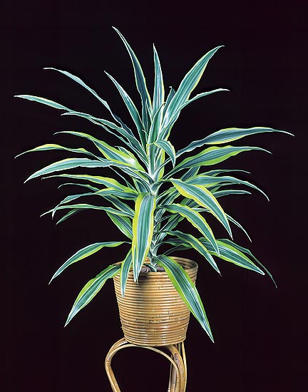 Dracaena fragrans, corn plant, chinese money tree, cornstalk dracaena, Asparagaceae