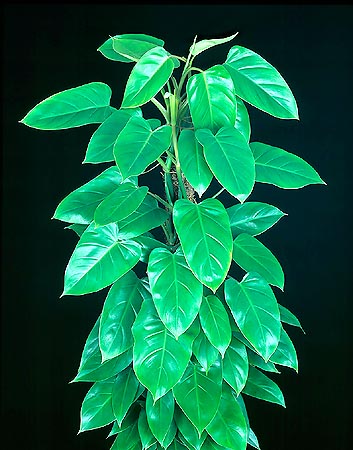 Philodendron ‘Emerald Queen’, Araceae