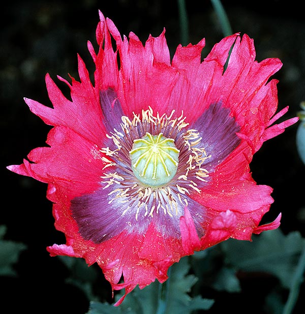 Cultivated form of Papaver somniferum with bright colours and fringed petals © Giuseppe Mazza
