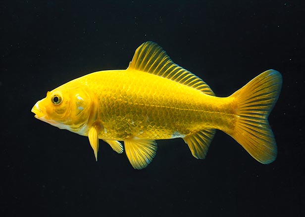 Carassius auratus, Cyprinidae, Golden Carassius, Red fish, Goldfish