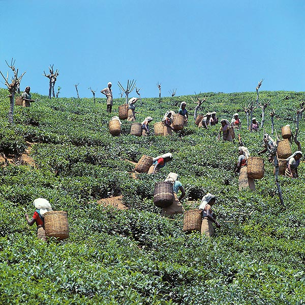 Una grande coltivazione di tè nello Sri lanka © Giuseppe Mazza