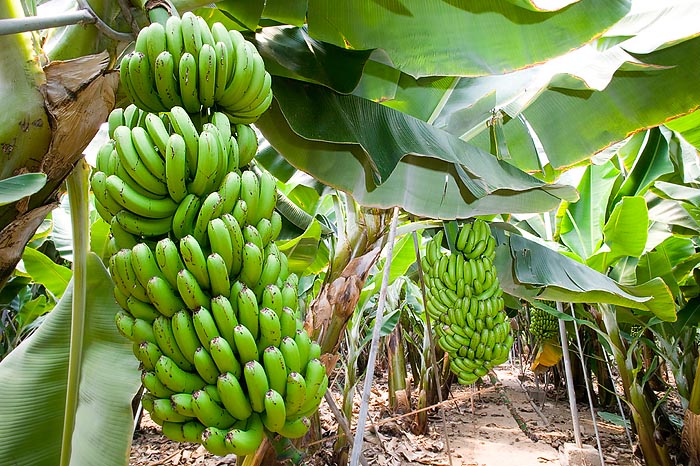 Una plantación de bananas. Los cascos se recogen verdes y se tornan amarillos posteriormente, madurando © G. Mazza