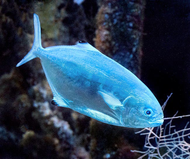 Une Palomine (Trachinotus ovatus) adulte dans le bleu profond. Elle peut atteindre les 70 cm © Giuseppe Mazza