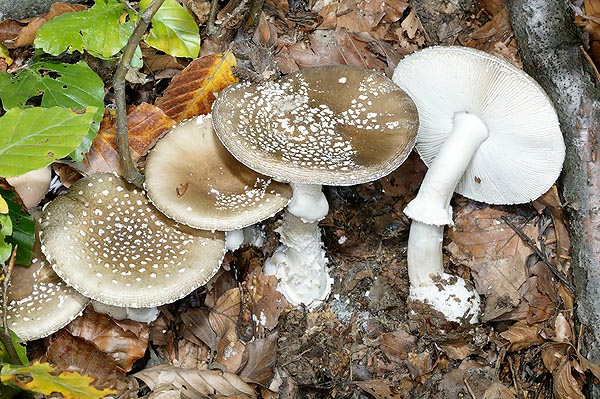 Uno dei funghi più pericolosi, decisamente mortale © Giuseppe Mazza