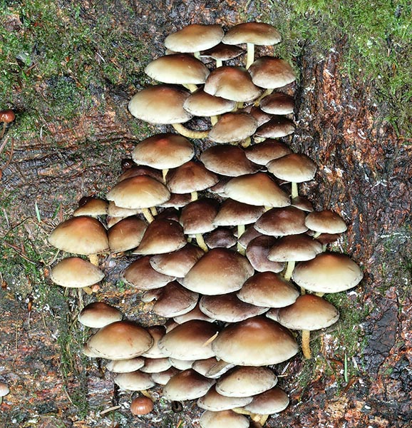 Un groupe spectaculaire de champignons matures sur un vieux tronc © Giuseppe Mazza