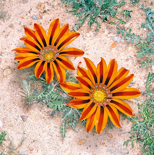 Variaciones de color de Gazania pectinata en Namaqualand en Sudafrica © G. Mazza