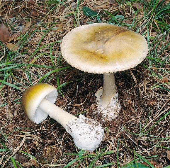 Amanita phalloides, Amanitaceae