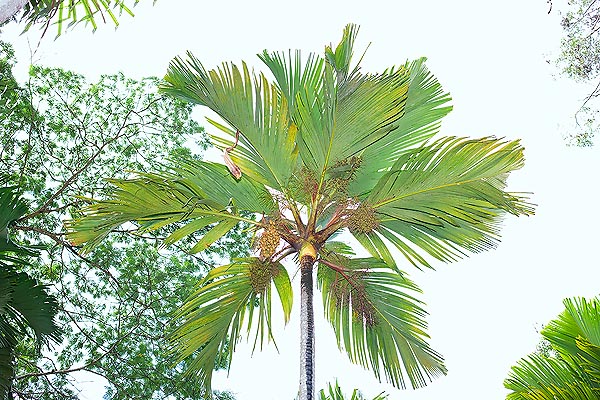 Una Verschaffeltia splendida adulta emerge de la foresta cargada de frutos © Giuseppe Mazza