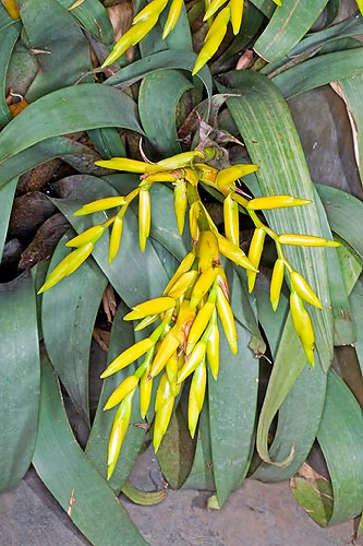 Vriesea saundersii, Bromeliaceae